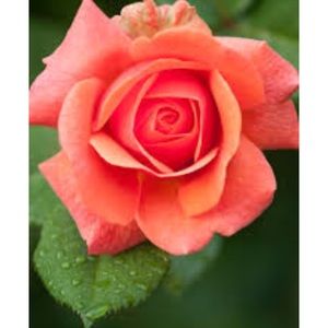 Meet your Posher, Chani